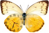 Часы "Бабочка желто-белая"