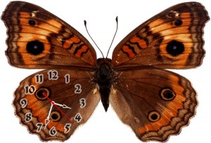 Часы "Бабочка коричневая"