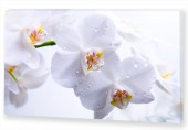 Картина "Белые Орхидеи"