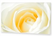 Картина "Белая роза"