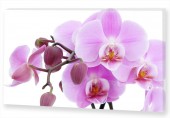 Картина "Розовая орхидея"