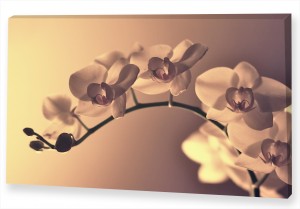 Картина "Орхидея 2"