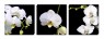 Картина триптих "Белые орхидеи 2"