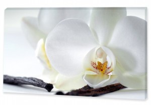 Картина "Белоснежная орхидея"
